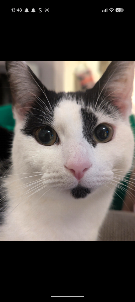 Domestic short hair male cat - 2 years old