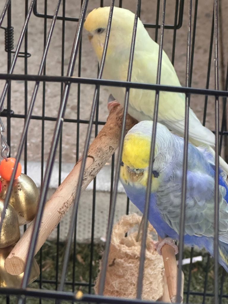 Bonded pair of budgies 6 months old £100