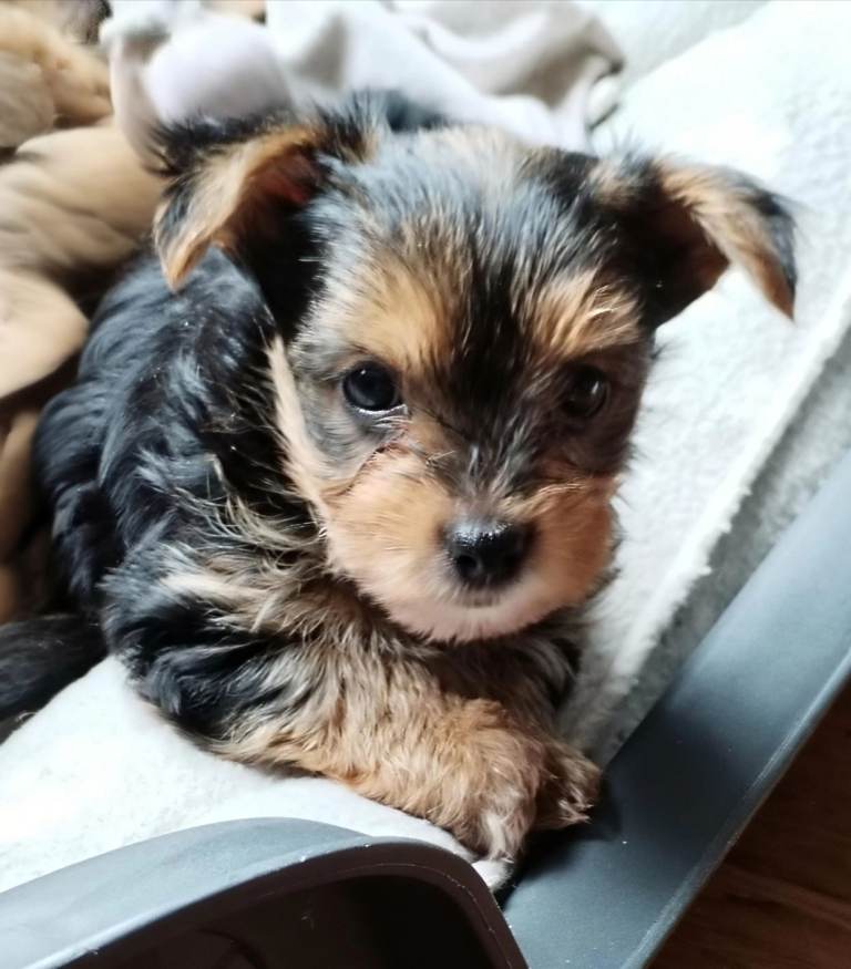  Yorkshire Terrier Puppy 