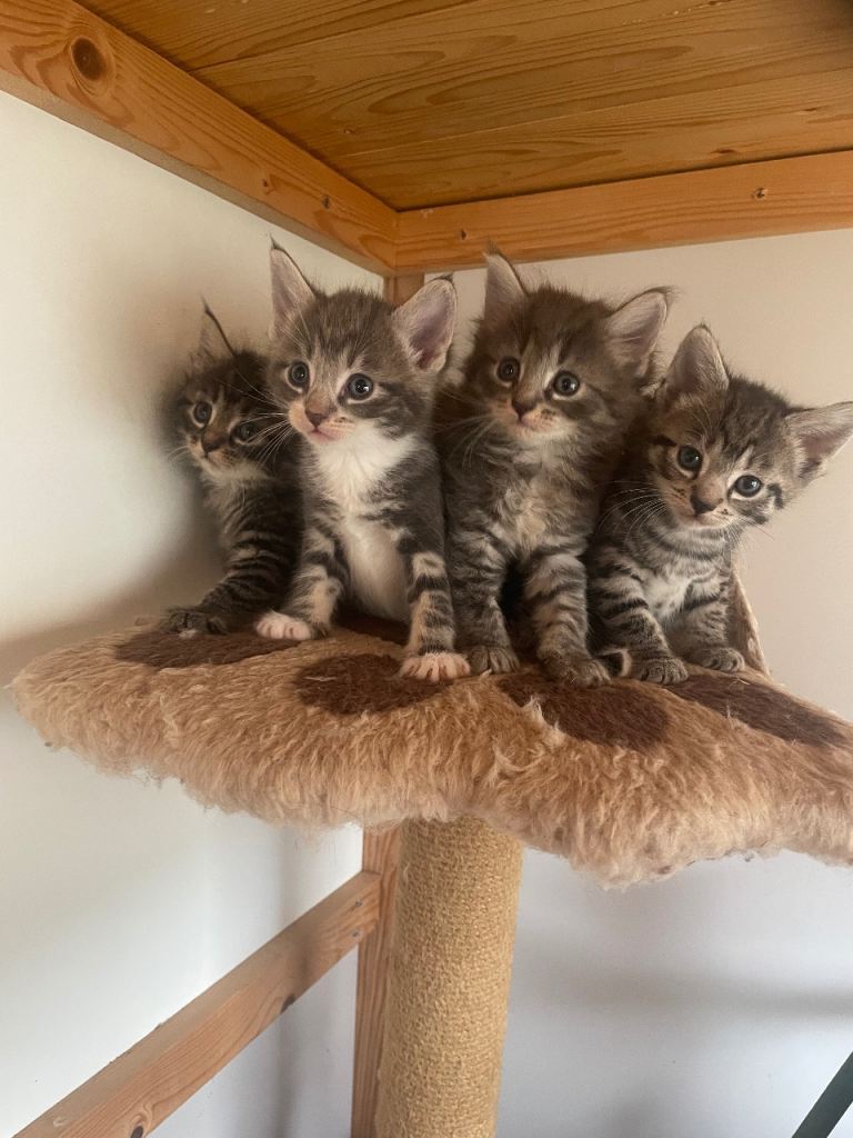 The kittens are ready for new home.