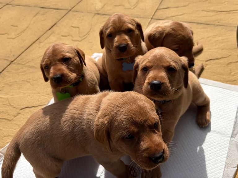 Royal kennel club fox red Labrador puppies 