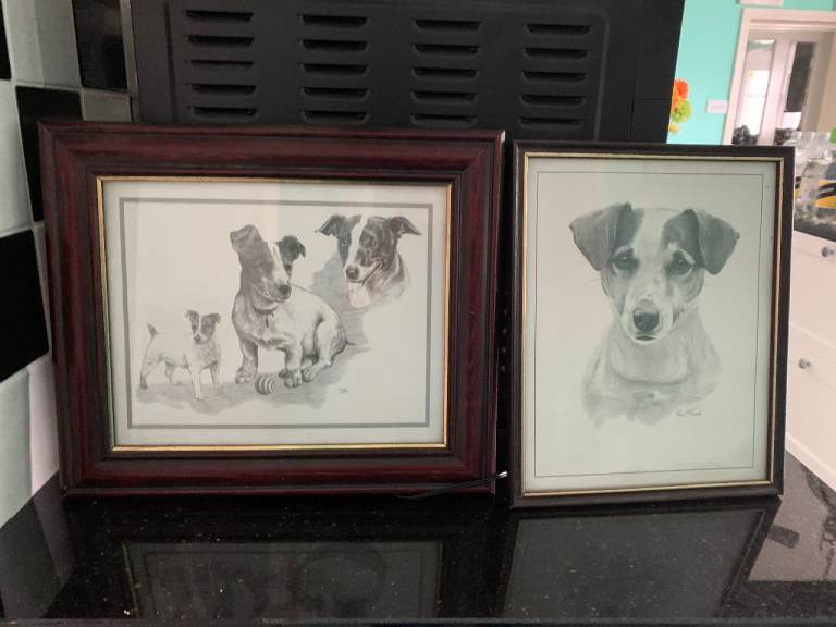 Jack Russell Pictures