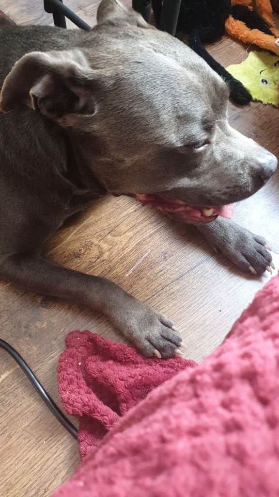 Blue staffy
