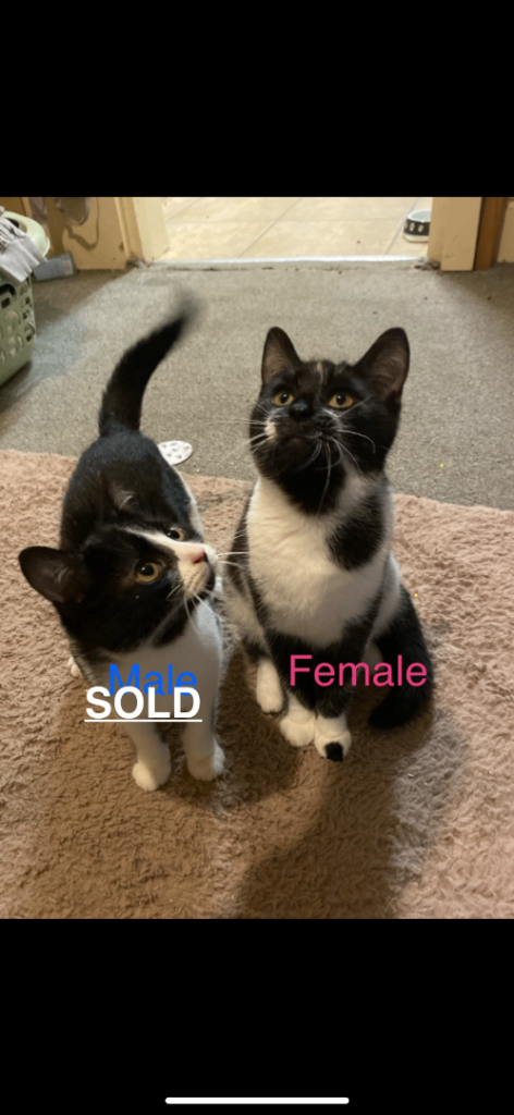 2 Kittens READY TO GO ASAP