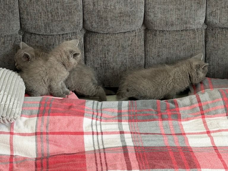 British shorthair