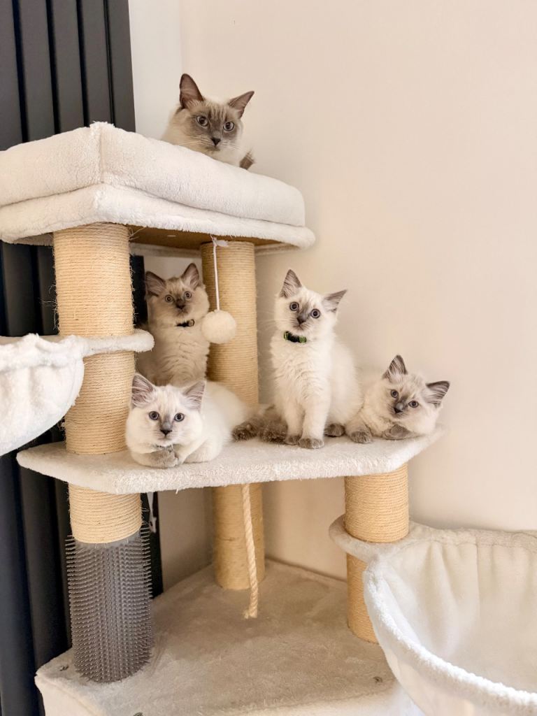 Gorgeous Blue Point Ragdoll Kittens Available