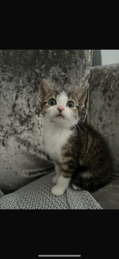 4 male kittens 10 weeks old