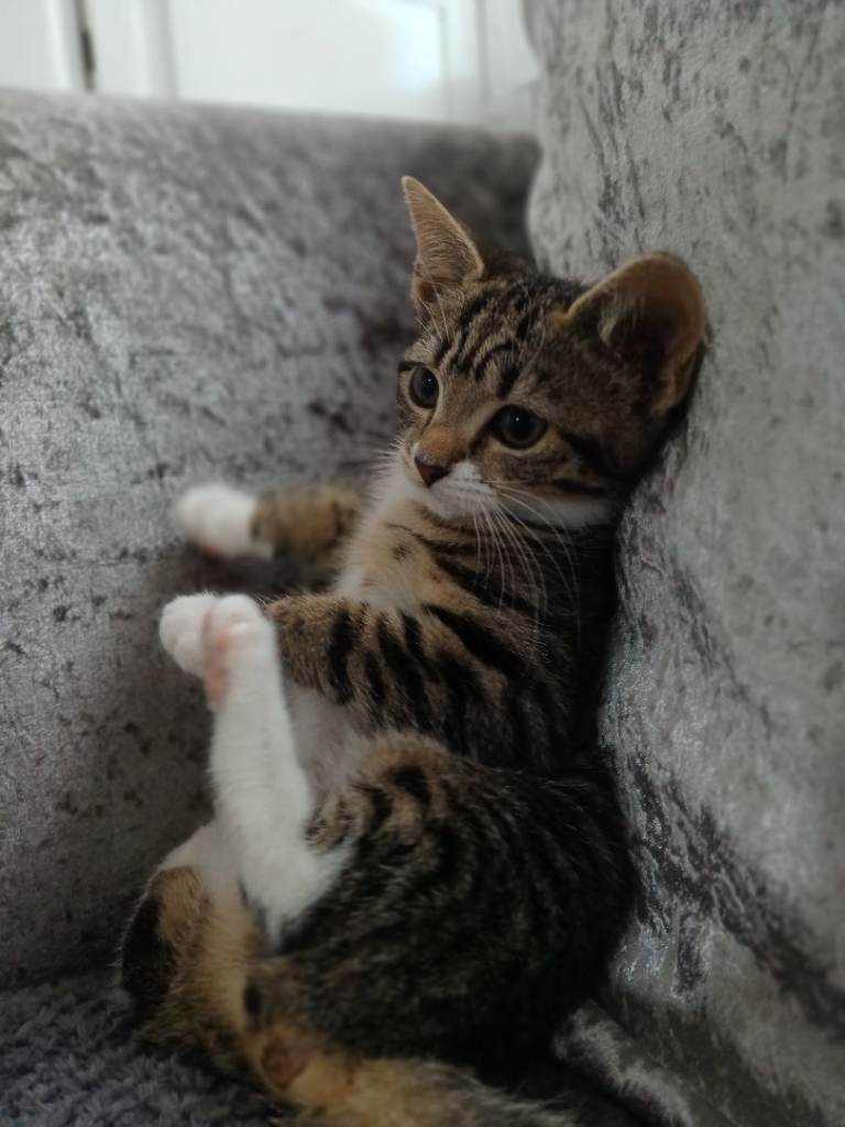 Kittens