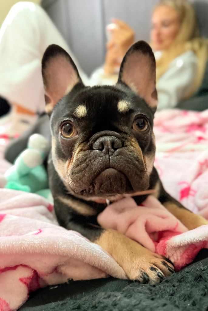 French bulldog. 