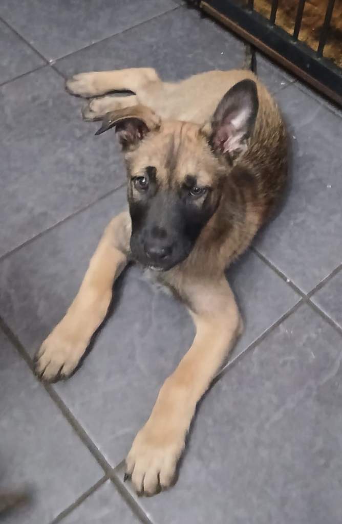 Duch Shepherd cross Belgian malinois 