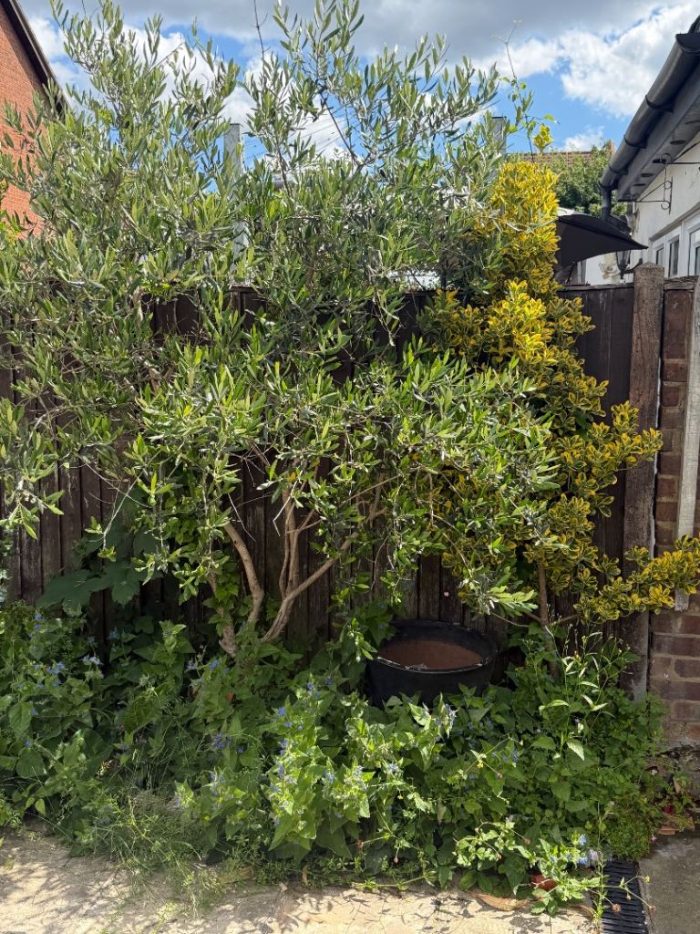 Mature Garden Plants & Trees for Sale – Olive, Photinia, Oleander (Must Dig Up & Bring Tools)