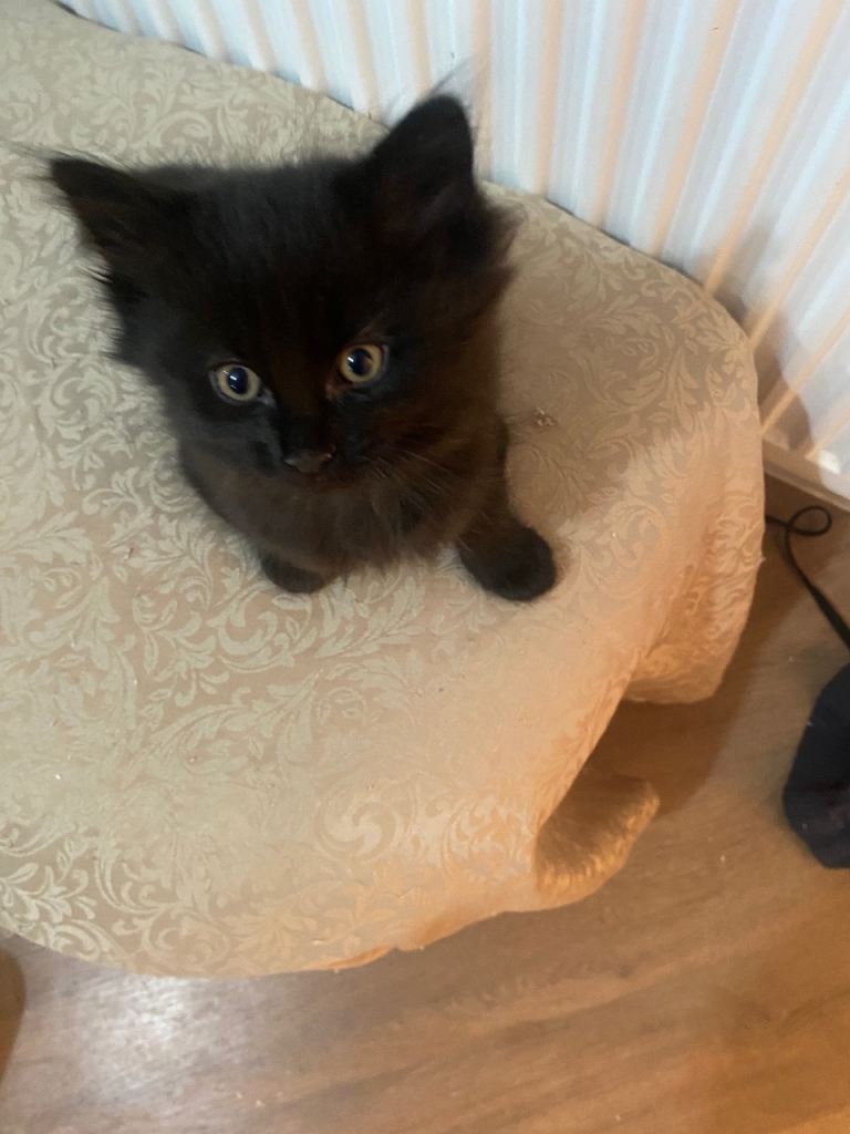 One kittens for sale 11 weeks old