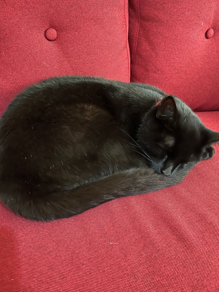3 year old male cat 