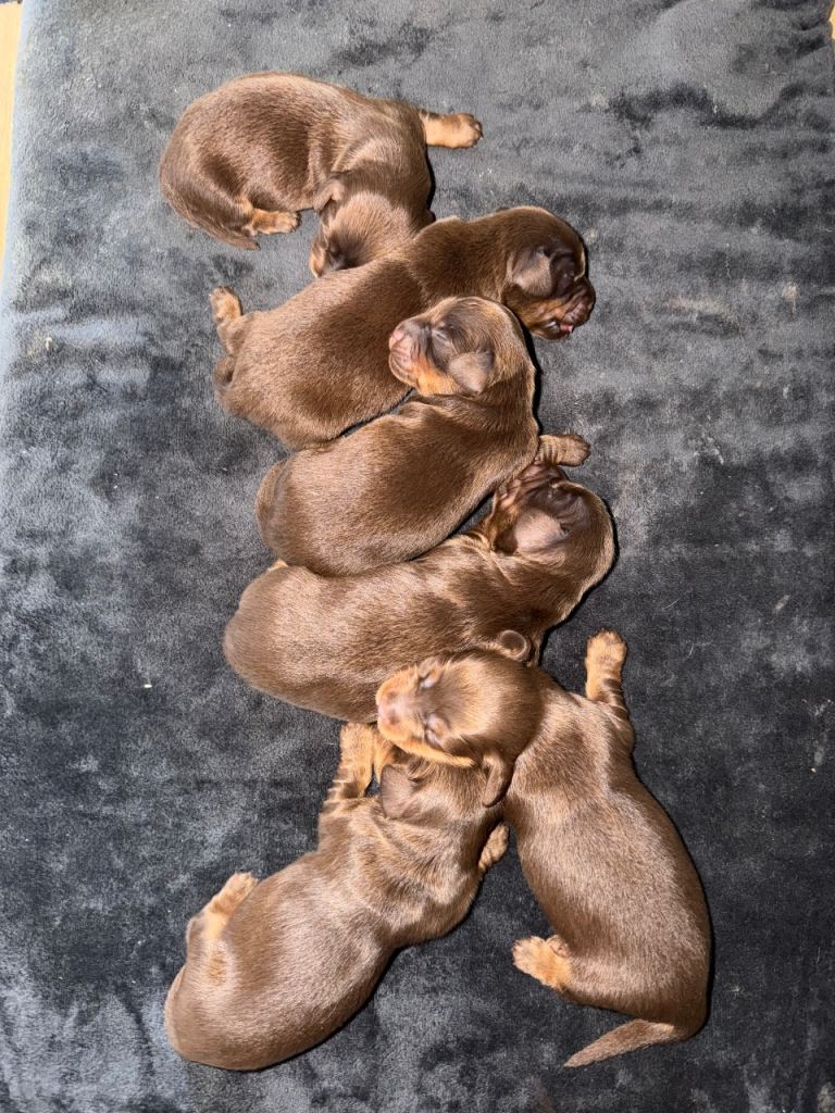 Long haired miniature dachshunds