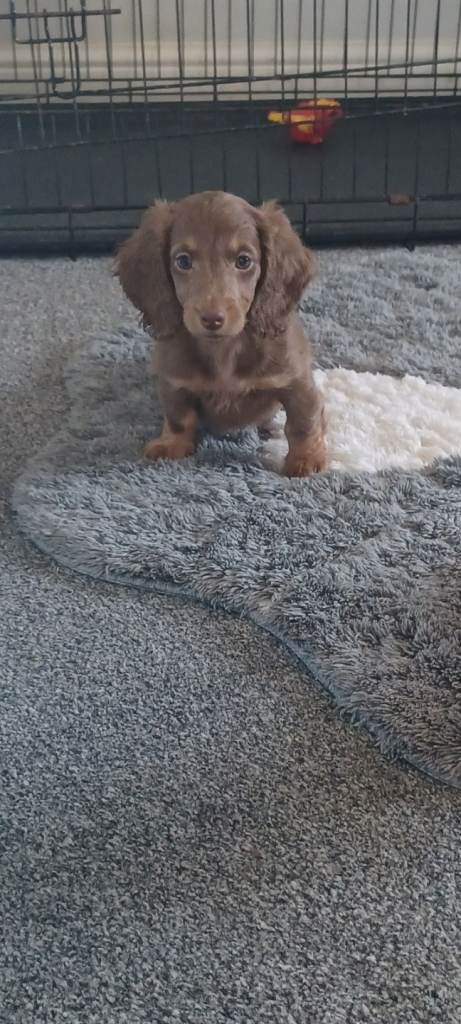 Dachshund puppies 