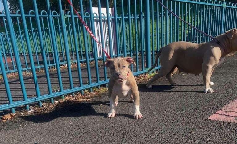 Last remaining pup reduced price! Quality pocket bullies❤️