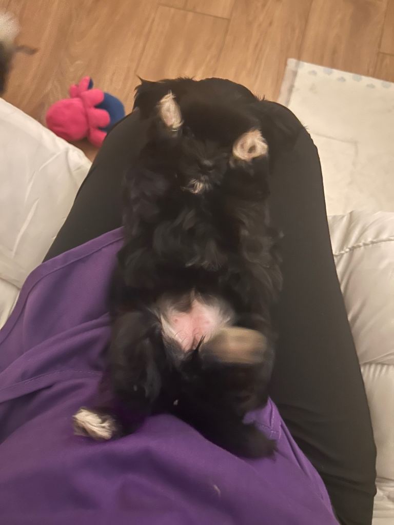 Shih tzu puppy ( boy & girl )