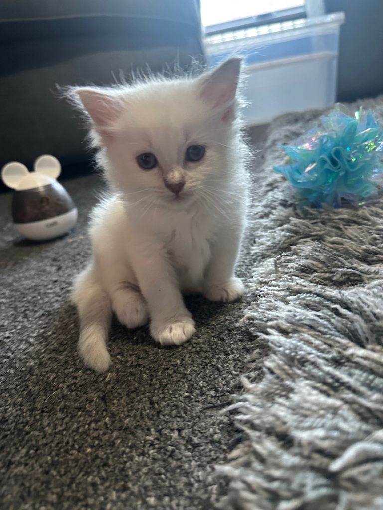 Ragdoll kittens 