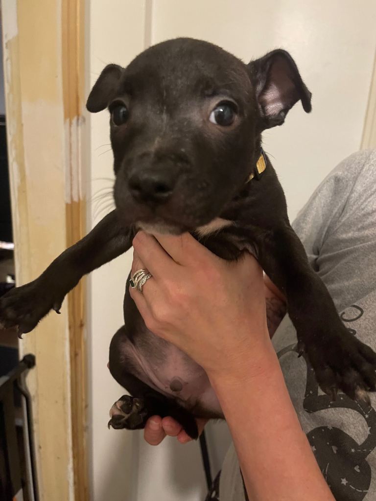 Dogs for sale