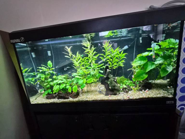 Fluval Roma 200 fish tank and cabinet