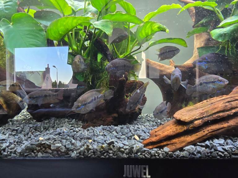 Salvini cichlid tropical fish 