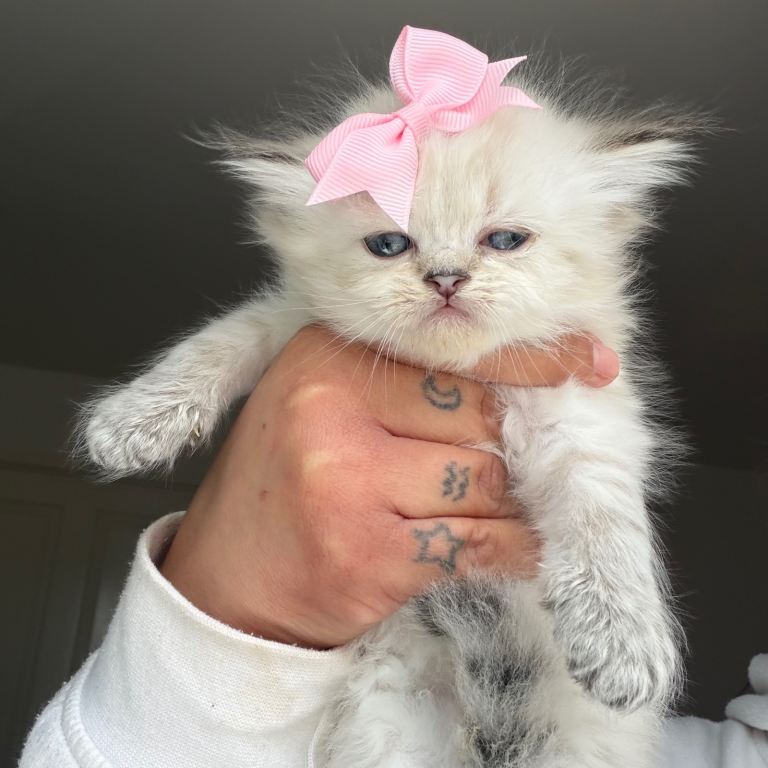 Doll face Persian chinchilla girl 