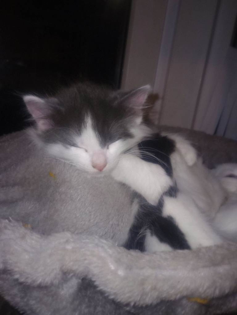 Adorable little kittens sold