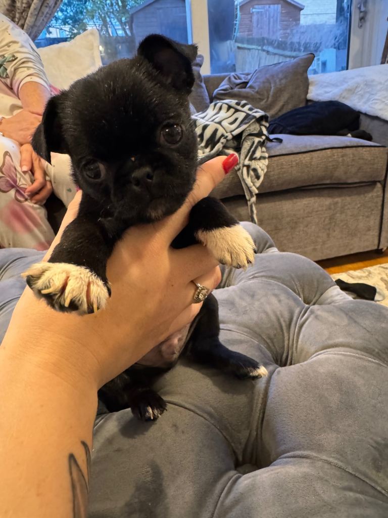 Pug/bugg pups Rare