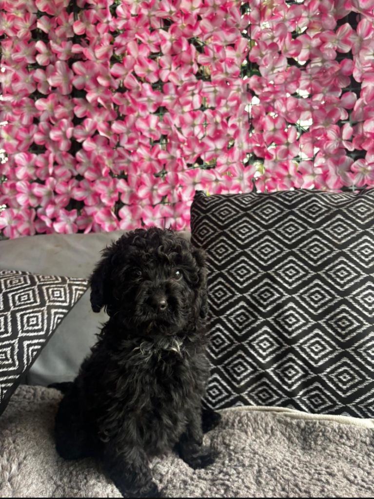 GORGEOUS CAVAPOO PUPPIES 