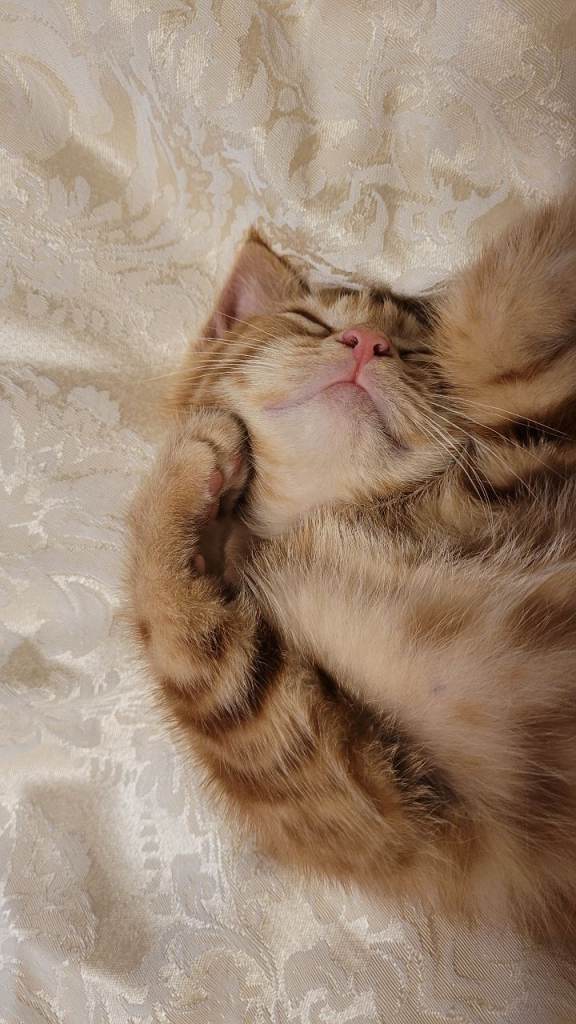 Available Beautiful ginger girl is  looking for their forever families 