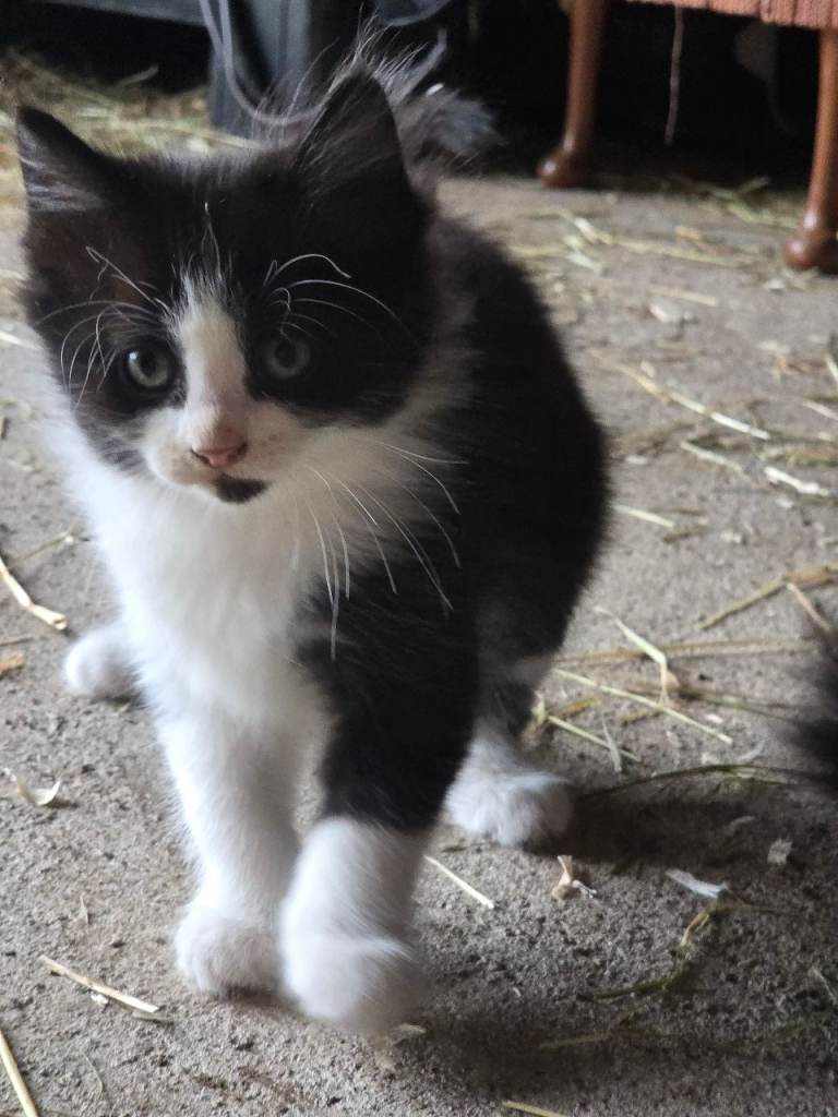 Maine coon cross kittens
