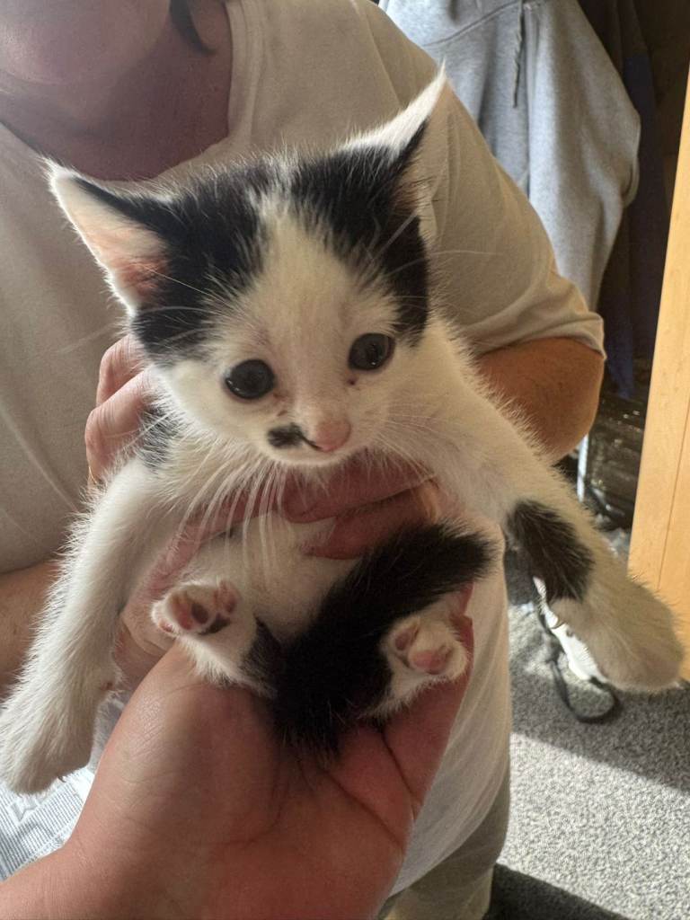 Kittens for sale 