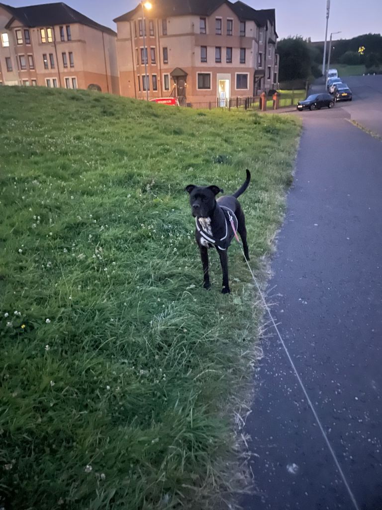 Hayley - Needs a loving home
