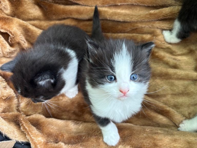 Black and white kittens