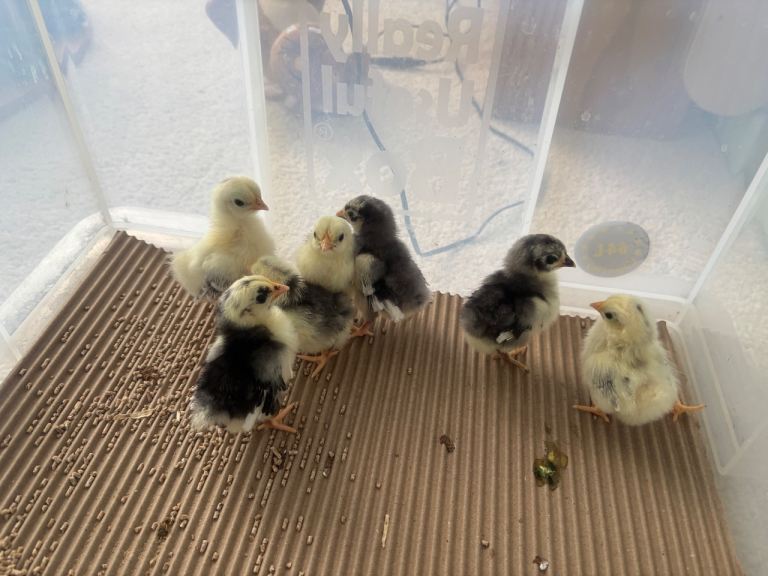 Serama chicks