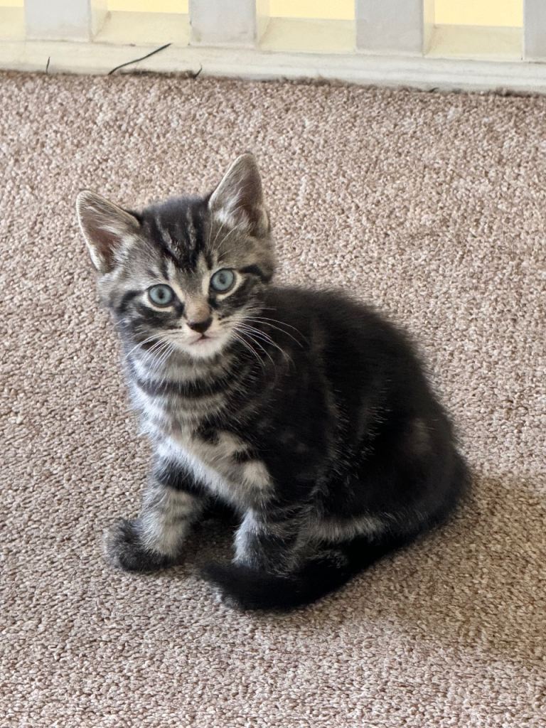 12 weeks beautiful kittens 