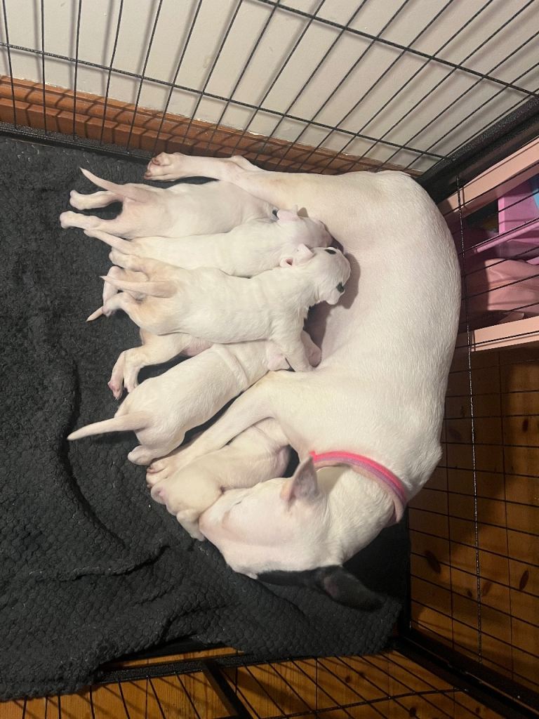 English bull terrier puppies