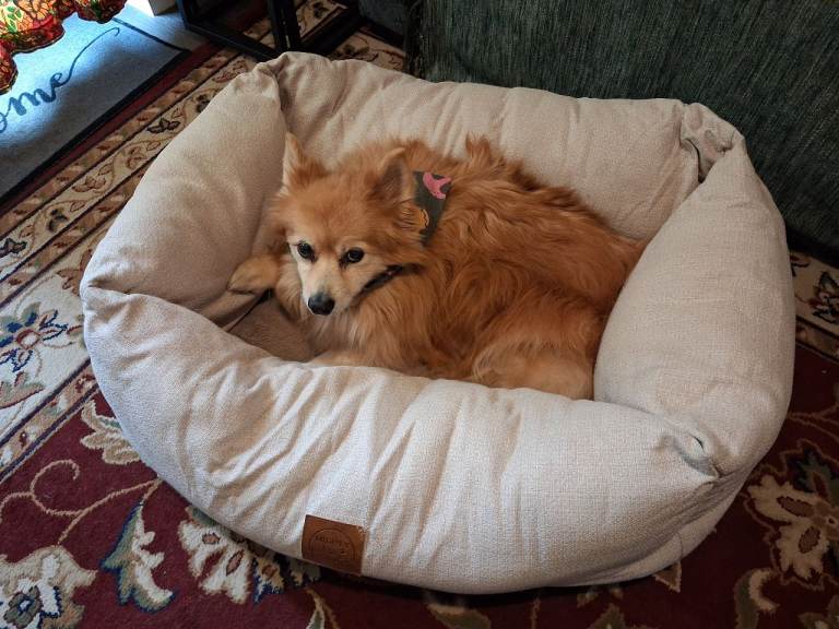 Medium size comfortable pet bed 