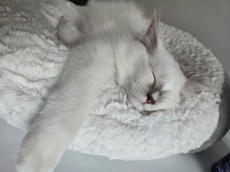 Still available. Ragdoll ready now
