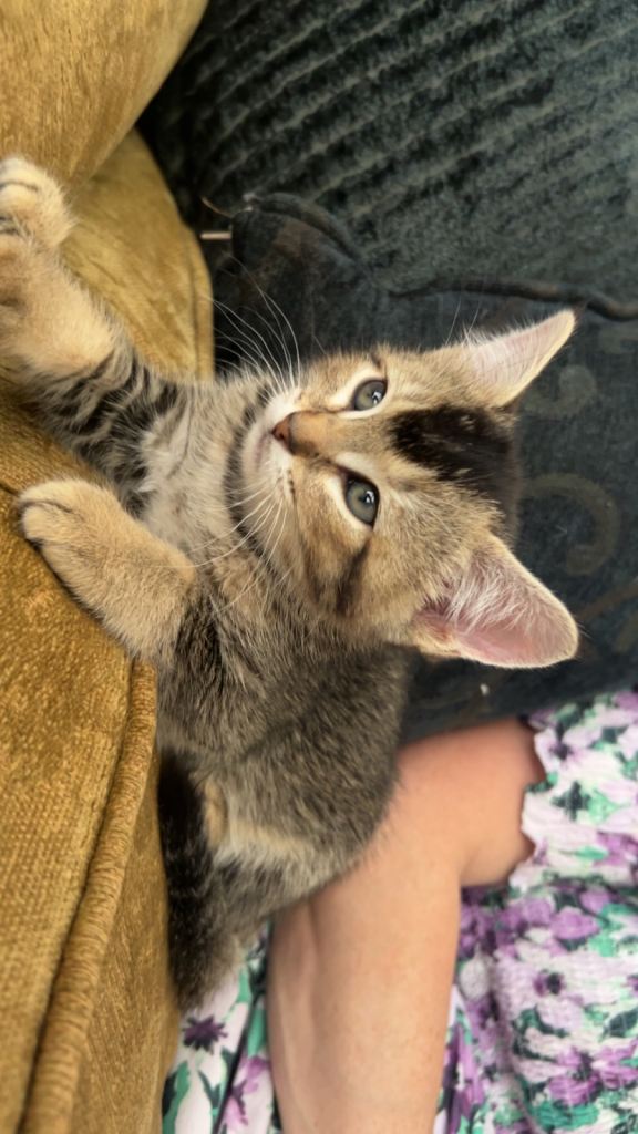 Abyssinian mix girl. 