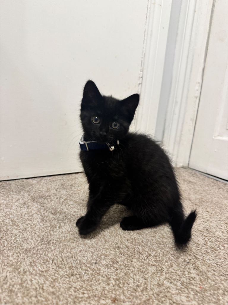 13 week old black girl kitten