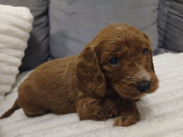 4 cockerpoo puppys