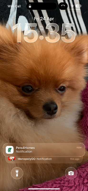 Male Toy Pomeranian 