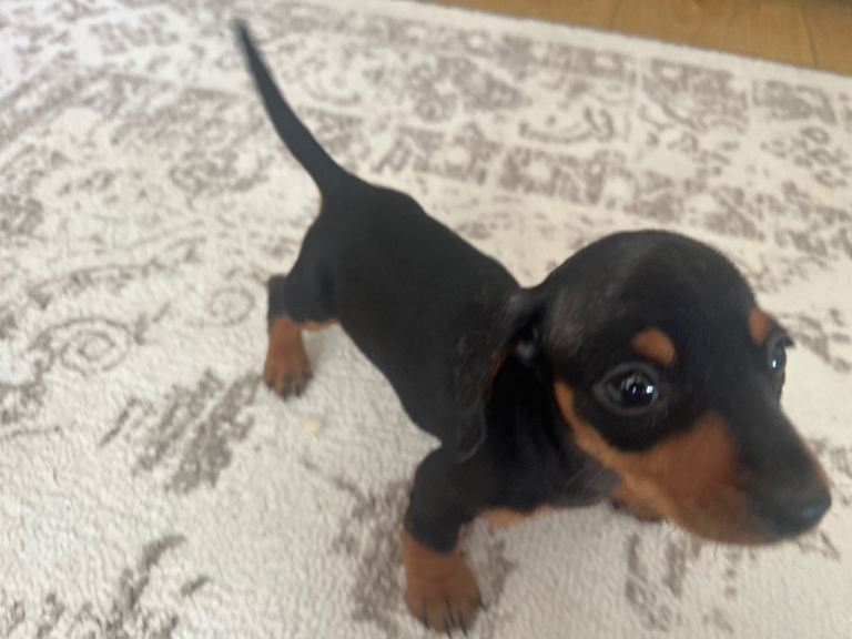 Miniature Dachshund Puppies