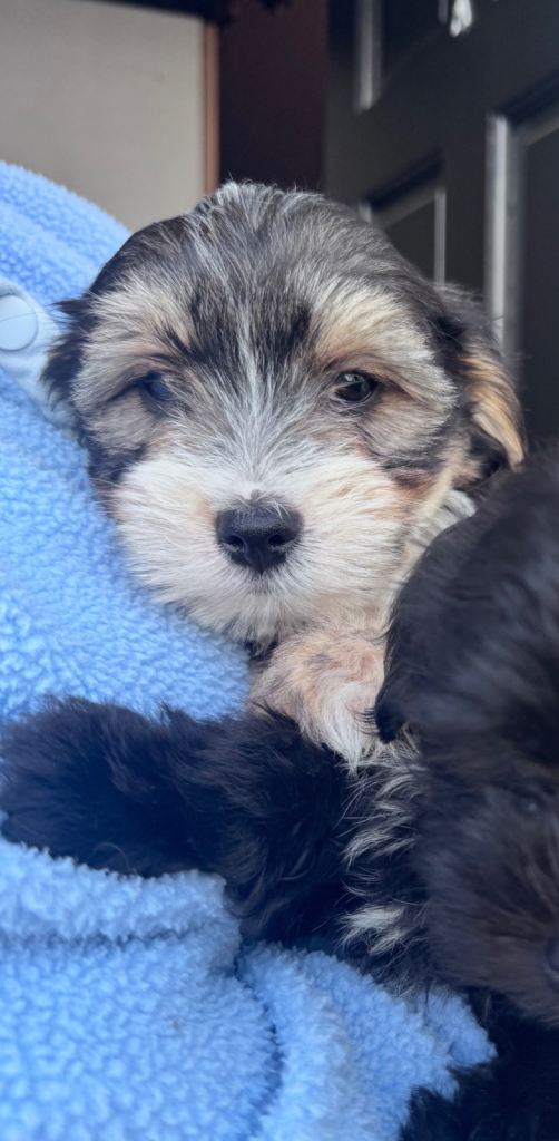 14 week yorkiepoo puppy + everything you need