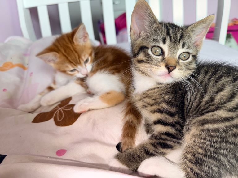Beautiful 8-Week-Old Kittens Ready for Their Forever Homes