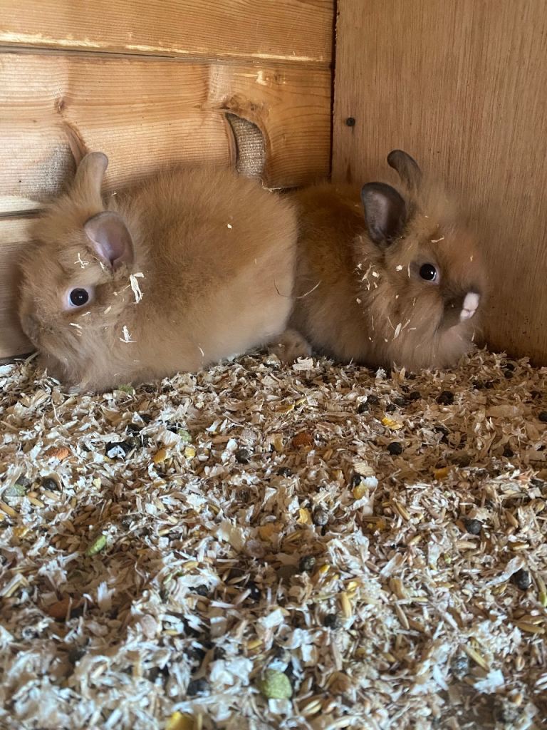 8 beautiful mini lop/lion head 