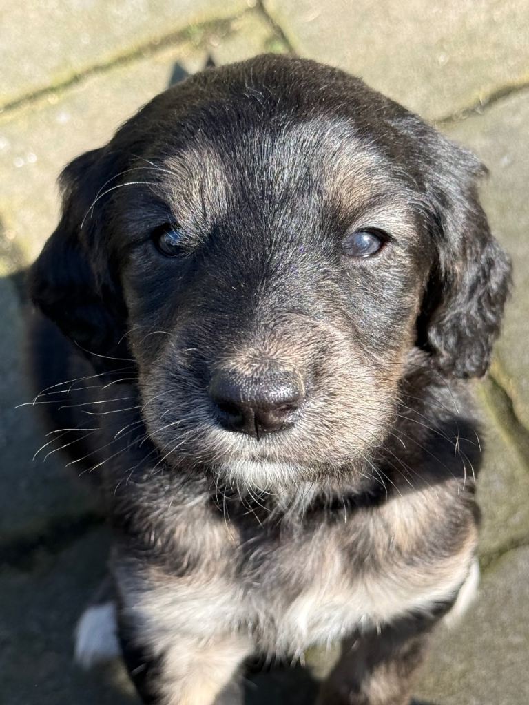 Cocker Spaniel X