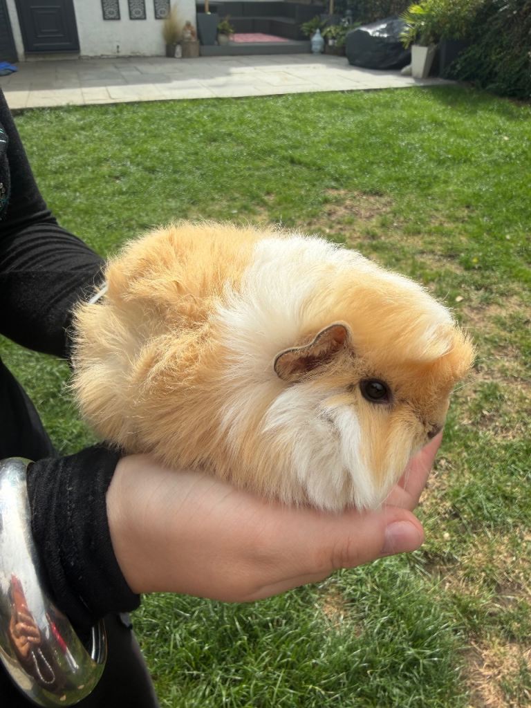 Guinea pigs boy pair 