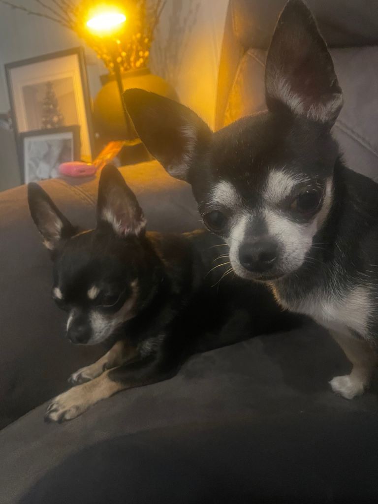 2 beautiful chihuahua full breed 
